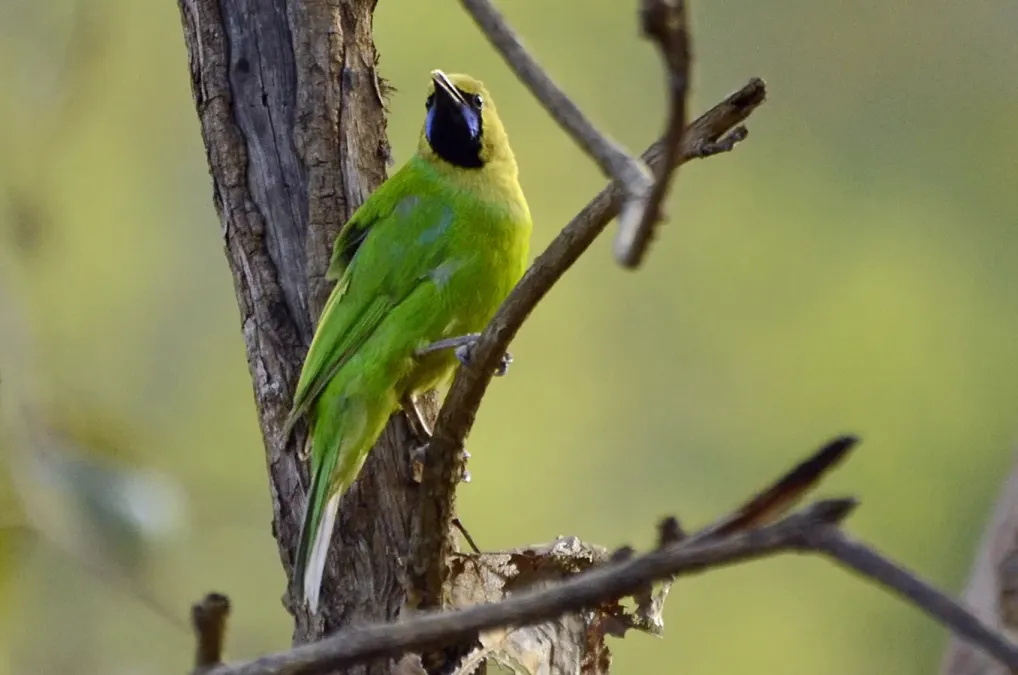 File:Jerdon's Leafbird Chloropsis jerdoni male in br hills DSC3909.jpg