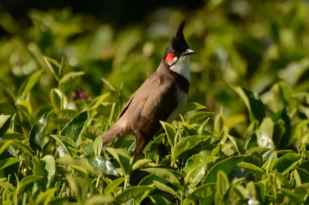File:Red-whiskered bulbul (Pycnonotus jocosus) from nigiris DSC 1483.jpg