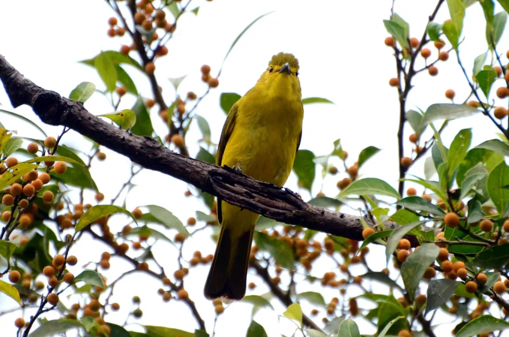 File:Yellow-browed bulbul (Acritillas indica)on a ficus tree Anaimalai hills DSC 2680.jpg