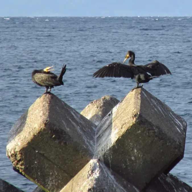 File:Phalacrocorax capillatus 20161002 Japanese Cormorant 01.jpg
