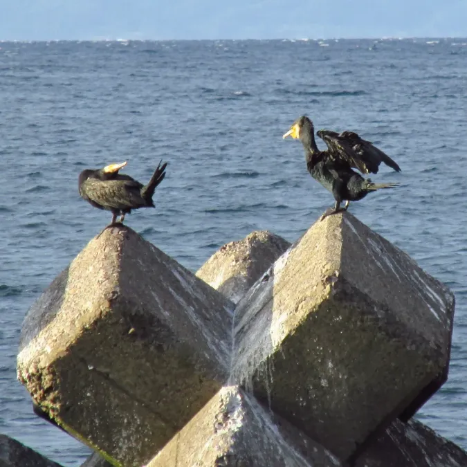 File:Phalacrocorax capillatus 20161002 Japanese Cormorant 03.jpg