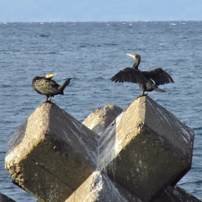File:Phalacrocorax capillatus 20161002 Japanese Cormorant 02.jpg