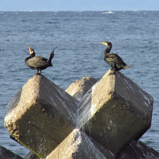 File:Phalacrocorax capillatus 20161002 Japanese Cormorant 04.jpg