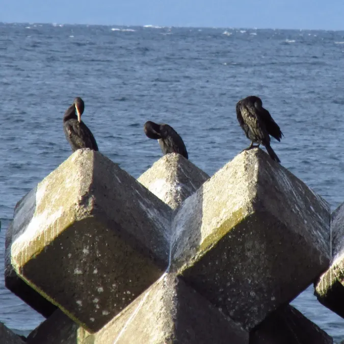 File:Phalacrocorax capillatus 20161002 Japanese Cormorant 06.jpg