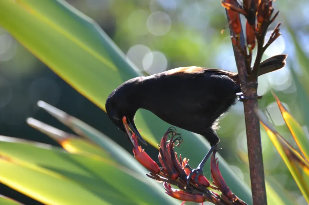 File:Philesturnus rufusater - Adam Mark Lenny 01.jpg