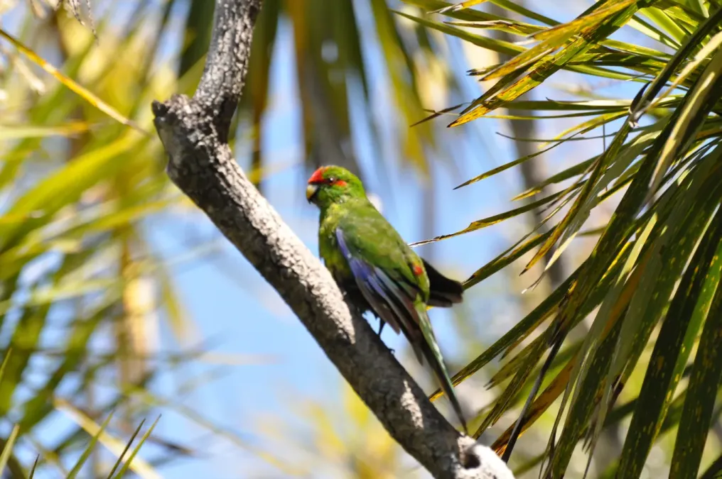 File:Cyanoramphus novaezelandiae - Adam Mark Lenny 01.JPG