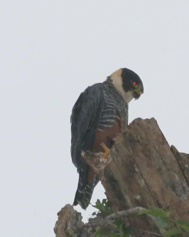 File:Falco rufigularis-Argentina-4.jpg