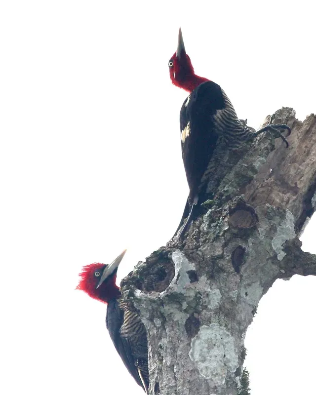 File:Campephilus robustus -Argentina-3.jpg