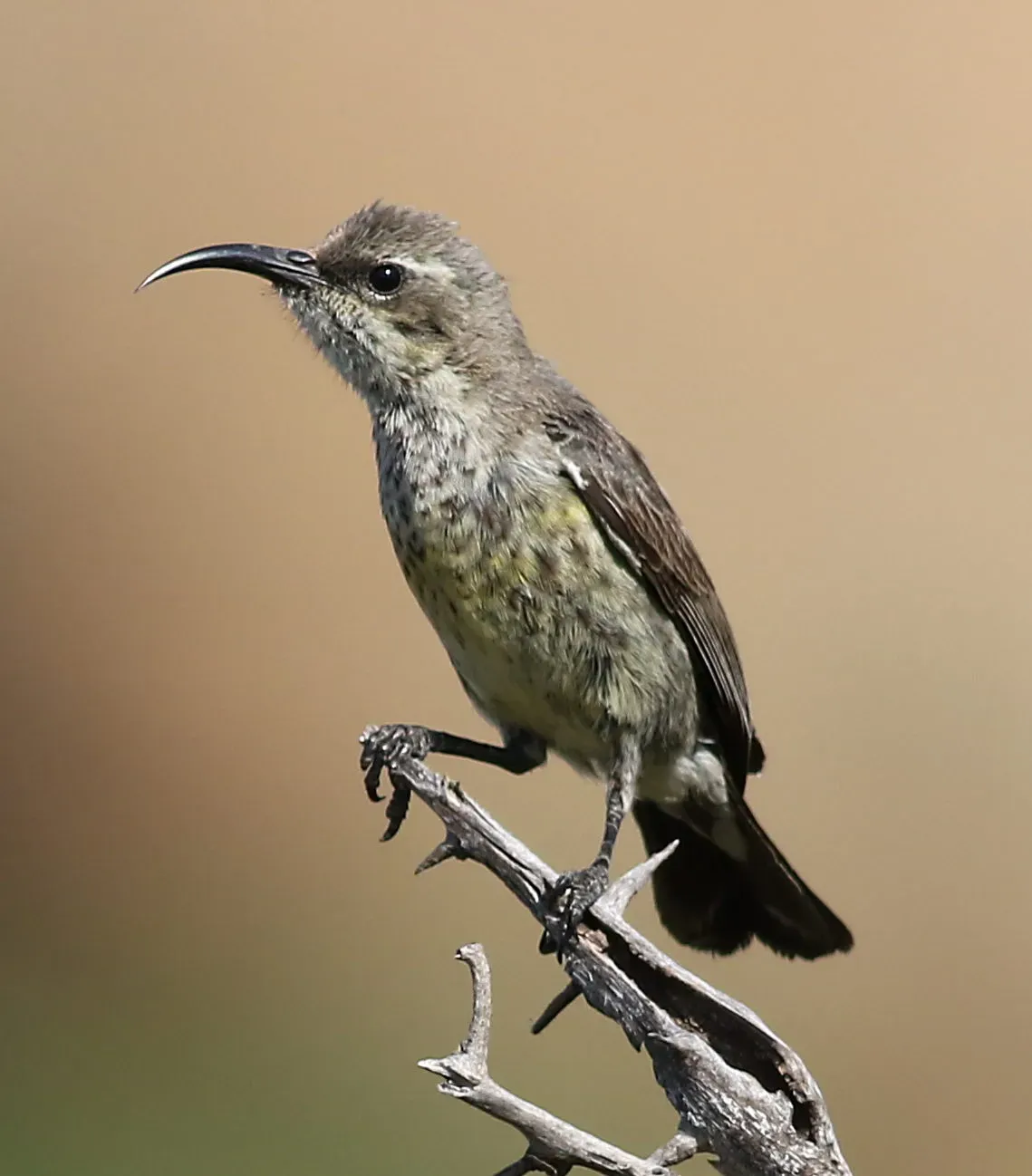 File:Marico sunbird, Cinnyris mariquensis at Mapungubwe National Park, Limpopo, South Africa - female.jpg