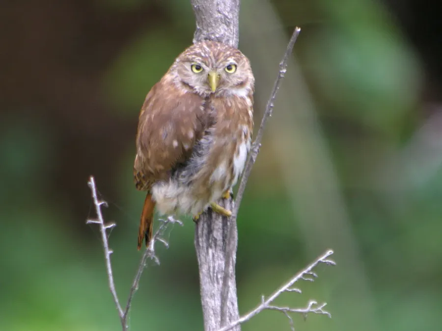 File:Peruvian Pygmy-Owl (Glaucidium peruanum) El Empalme, Ecuador.jpg