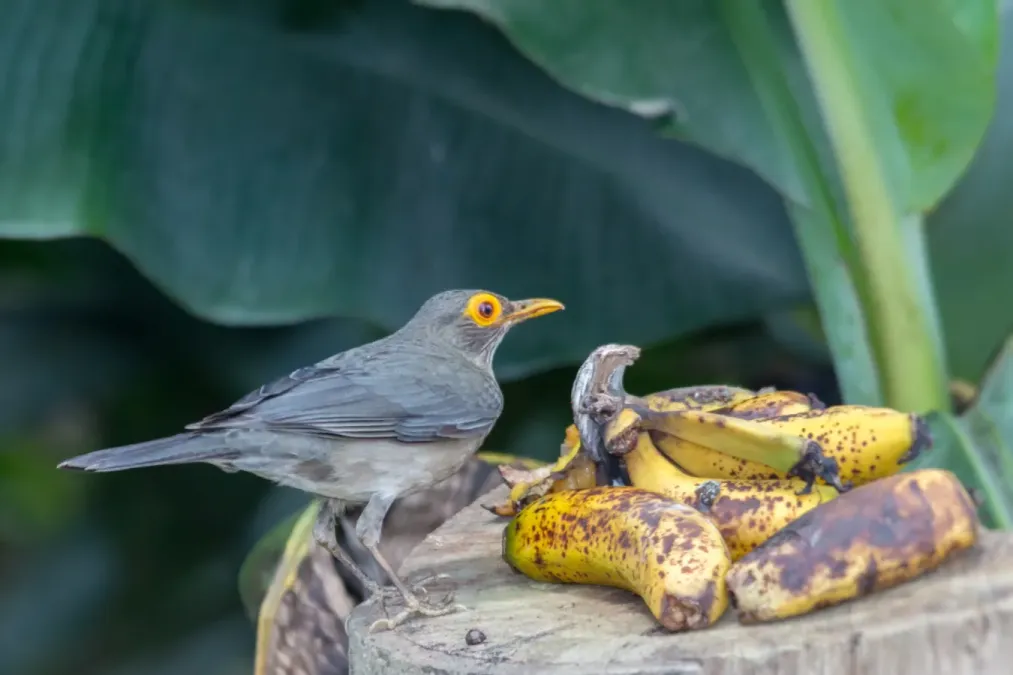 File:Spectacled Thrush - Paraulata Ojo de Candil (Turdus nudigenis nudigenis) (28166763443).jpg