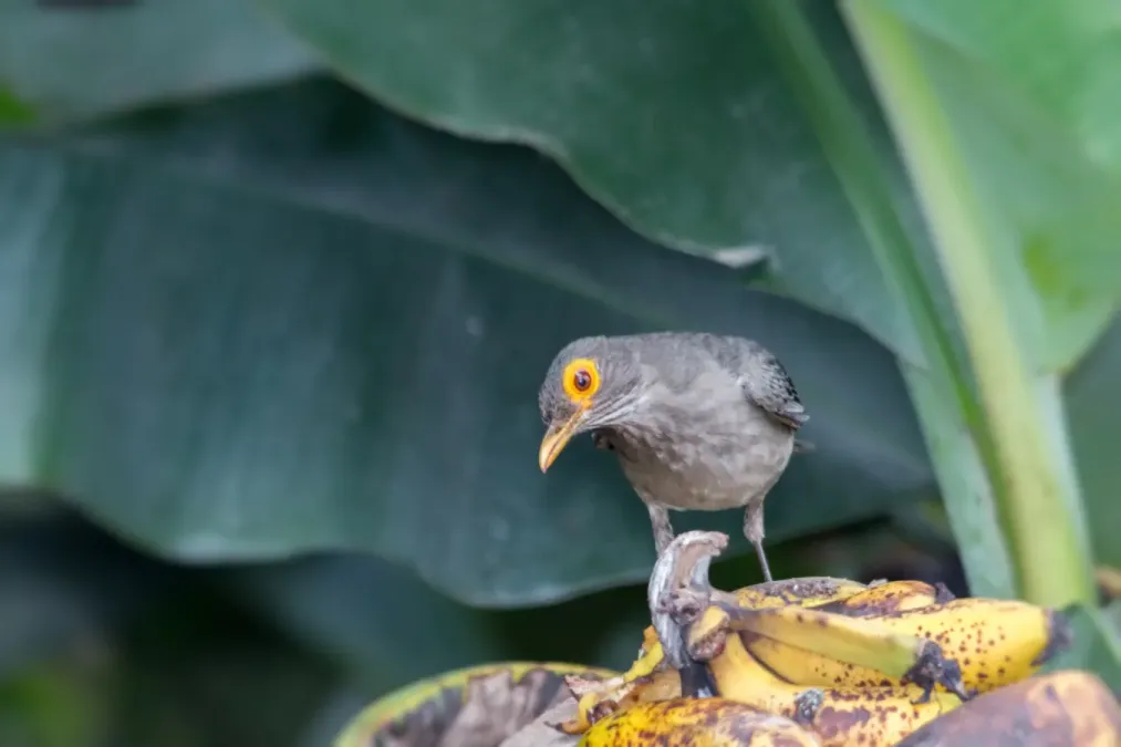 File:Spectacled Thrush - Paraulata Ojo de Candil (Turdus nudigenis nudigenis) (28781478885).jpg