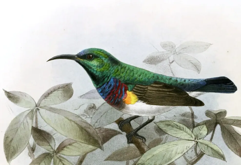 File:Cinnyris oustaleti, Anthreptes rectirostris tephrolaema Keulemans (cropped).jpg