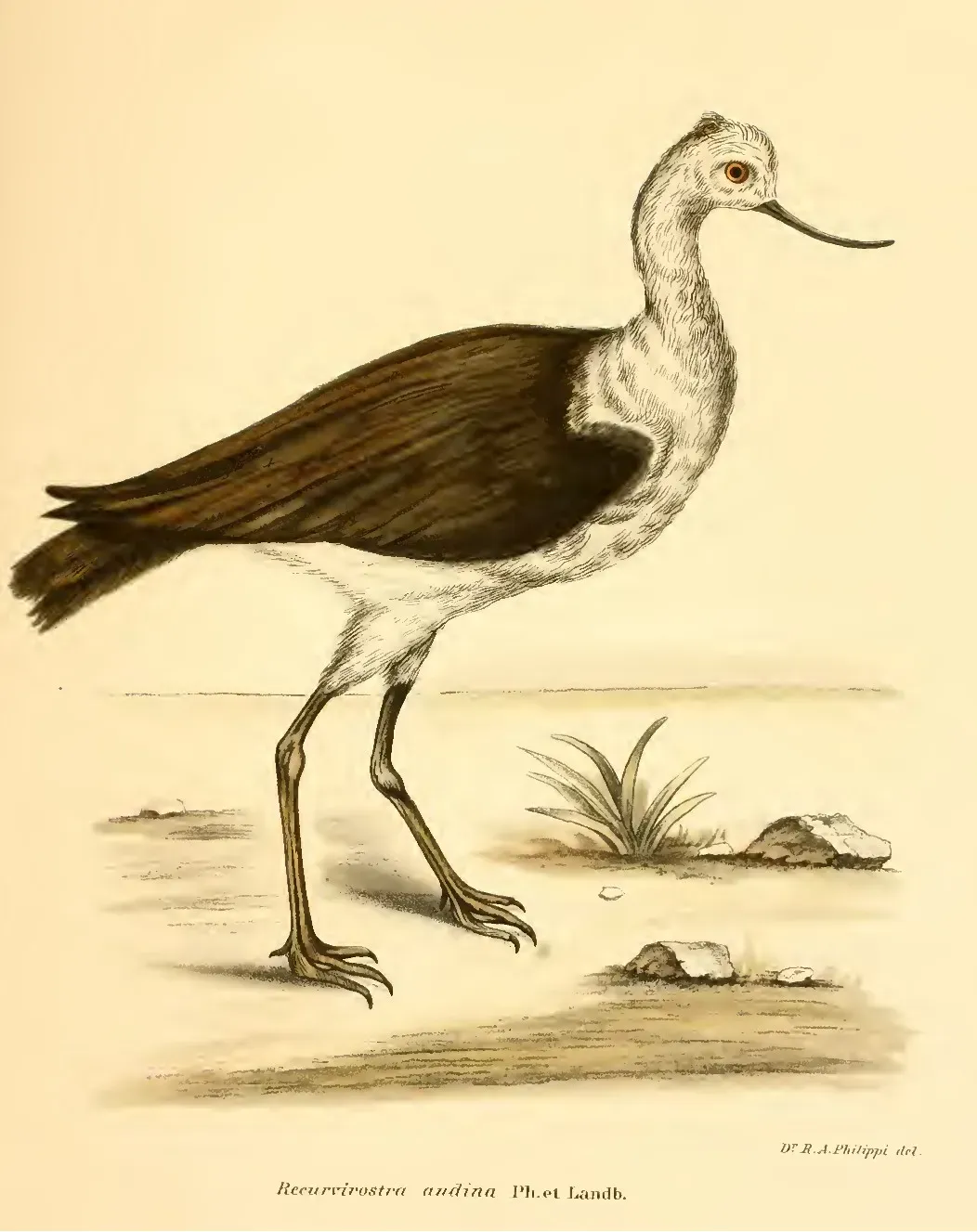File:Recurvirostra andina Ph et Landb.jpg