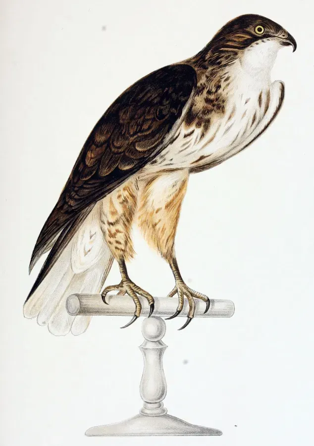 File:Buteo albigula Ph male.jpg