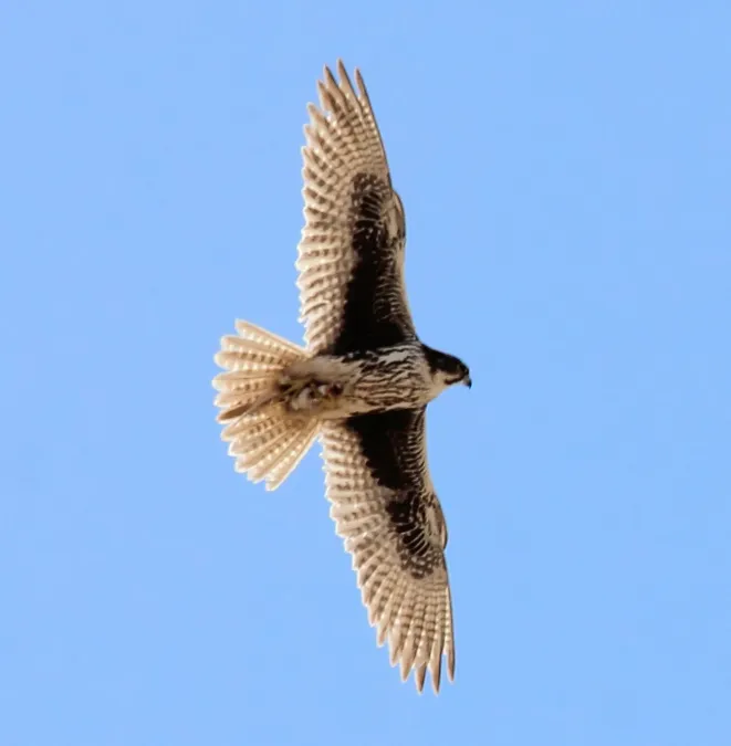 File:Prairie Falcon Falco mexicanus (7054314025) (cropped).jpg
