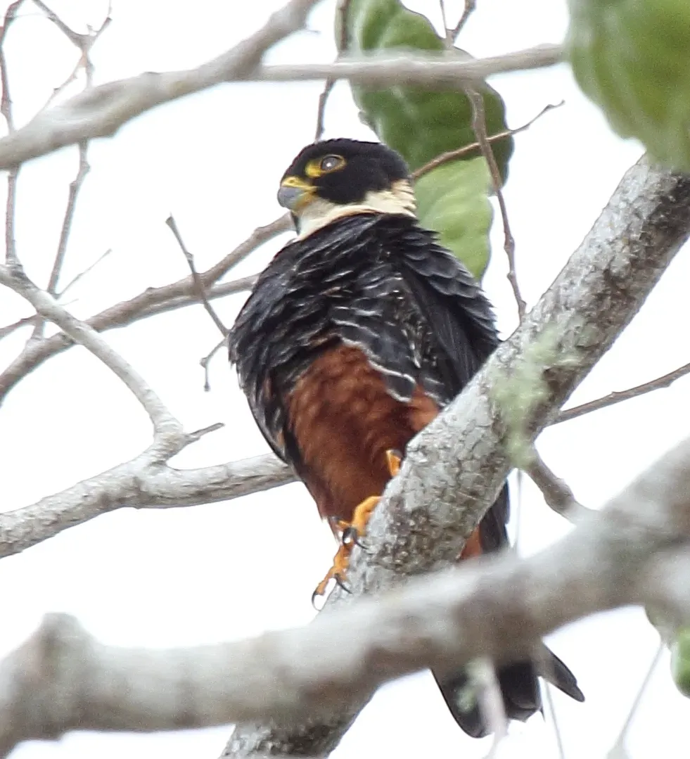 File:Bat Falcon (Falco rufigularis) (7222542612) (cropped).jpg