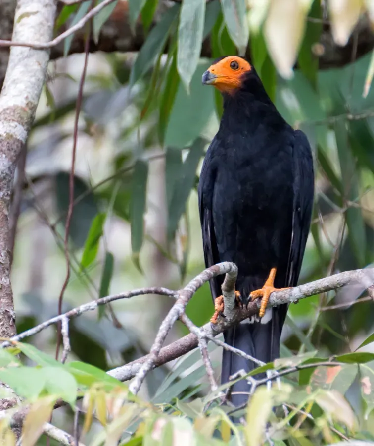 File:Black Caracara - Chupacacao Negro (Daptrius ater) (14909975447) (cropped).jpg