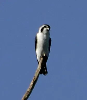 File:Pied falconet, (Microhierax melanoleucos) from pakke tiger reserve JEG3641 (cropped).jpg