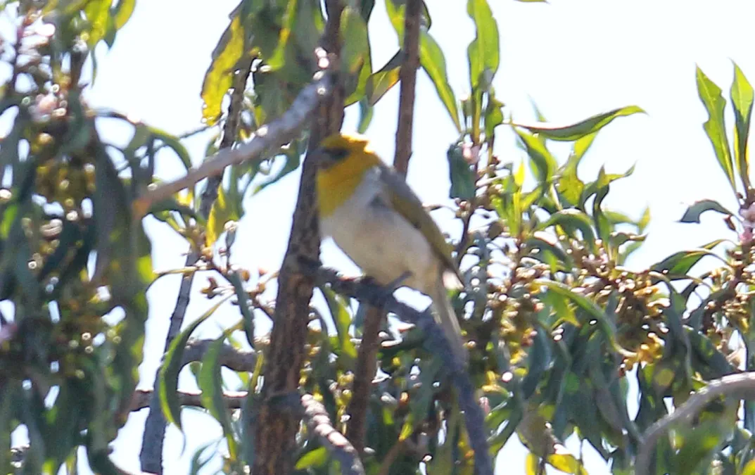 File:Palila (Loxioides bailleui) (26372796052).jpg