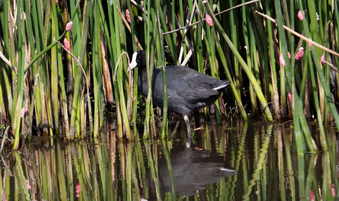 File:Hawaiian Coot (Fulica alai) (26372845472).jpg
