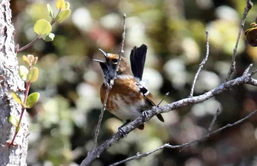 File:Hawaii Elepaio (Chasiempis sandwichensis) (26372854912).jpg
