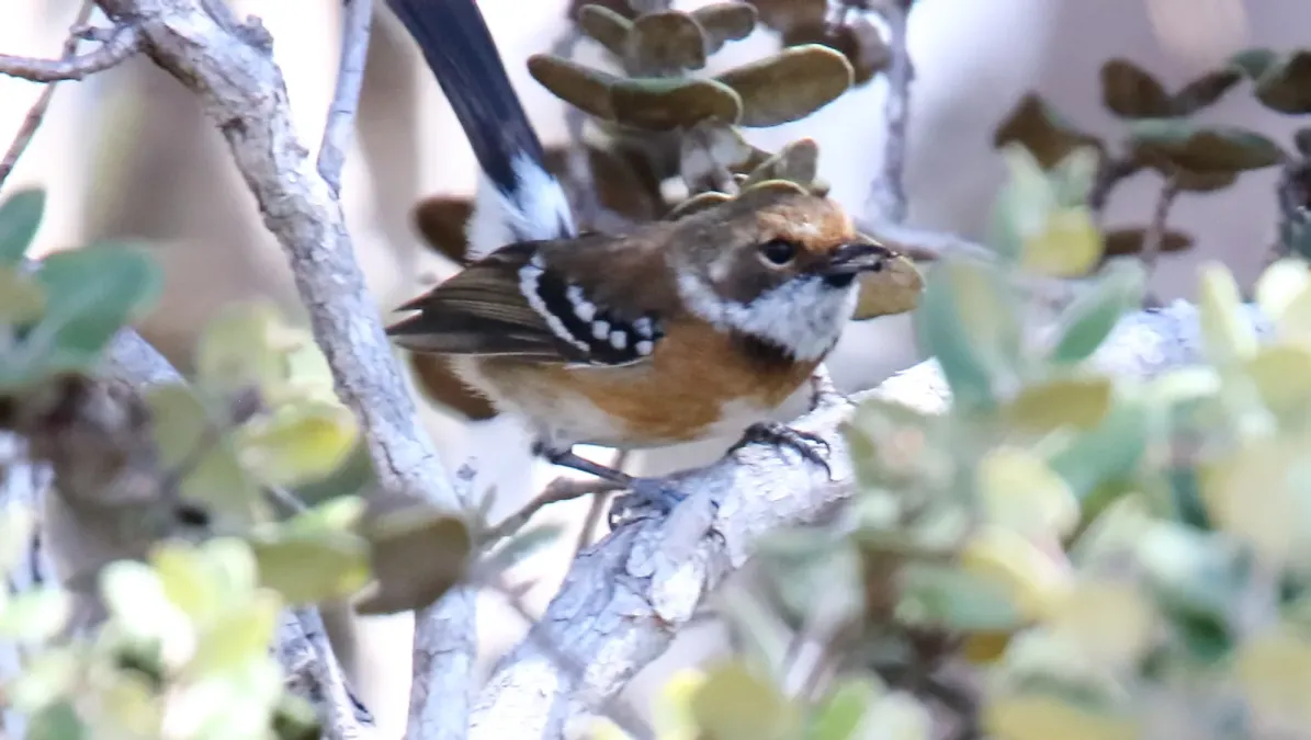 File:Hawaii Elepaio (Chasiempis sandwichensis) (25862334363).jpg