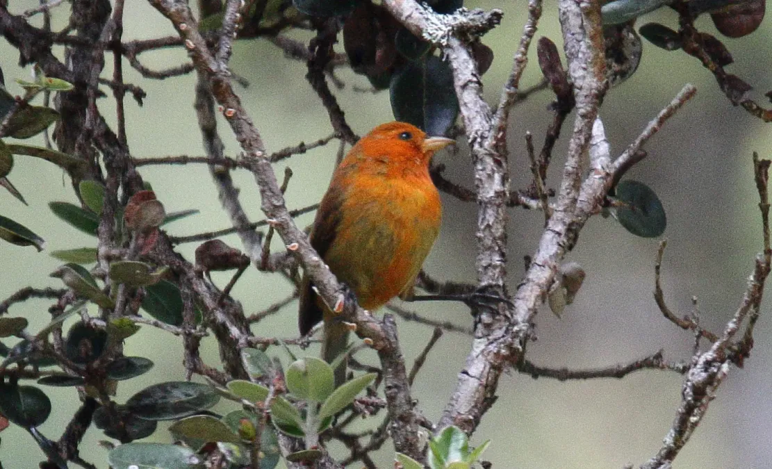 File:Hawaii Akepa (Loxops coccineus) (26439273436).jpg