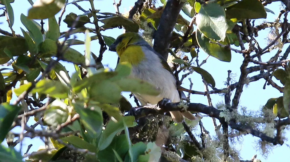 File:Palila (Loxioides bailleui) (26192264440).jpg