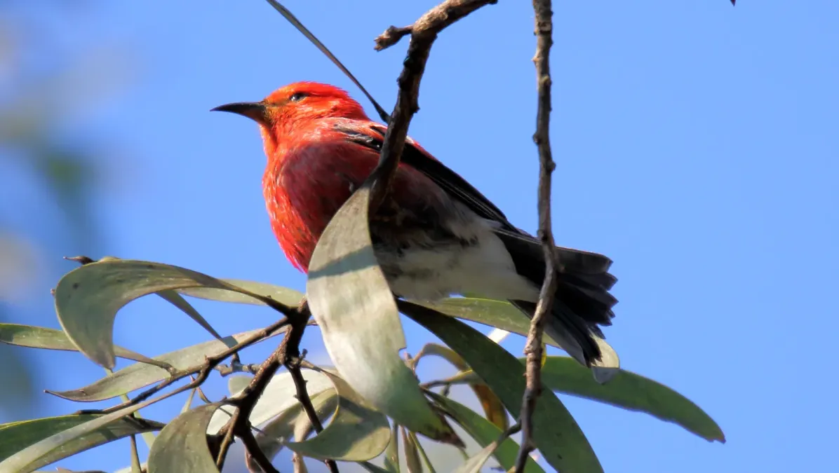 File:Apapane (Himatione sanguinea) (26399062981).jpg