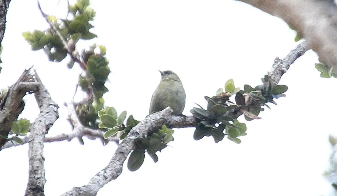 File:Hawaii Creeper (Loxops mana) (26399018691).jpg