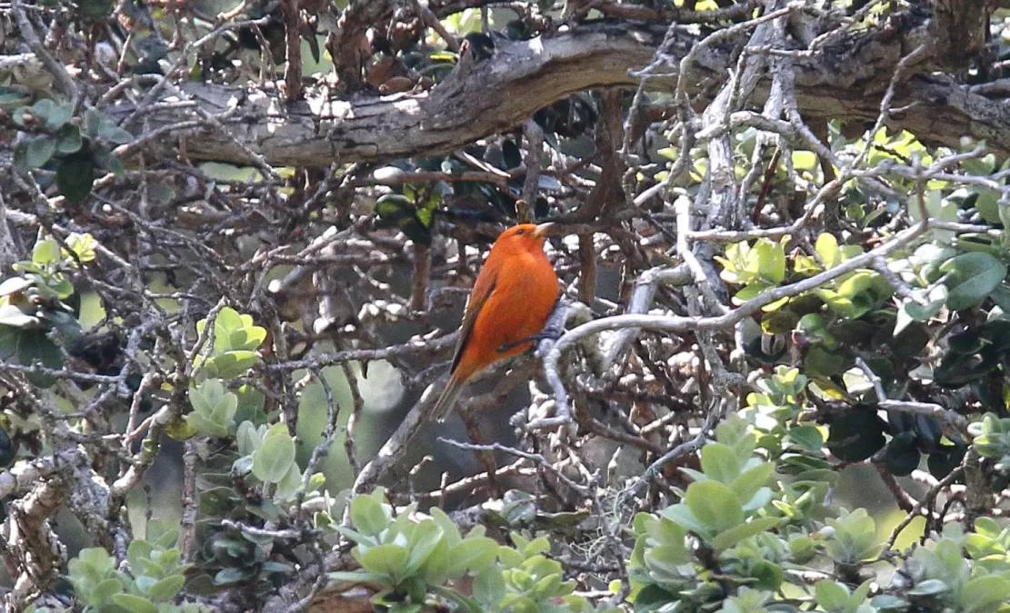 File:Hawaii Akepa (Loxops coccineus) (26372884102).jpg