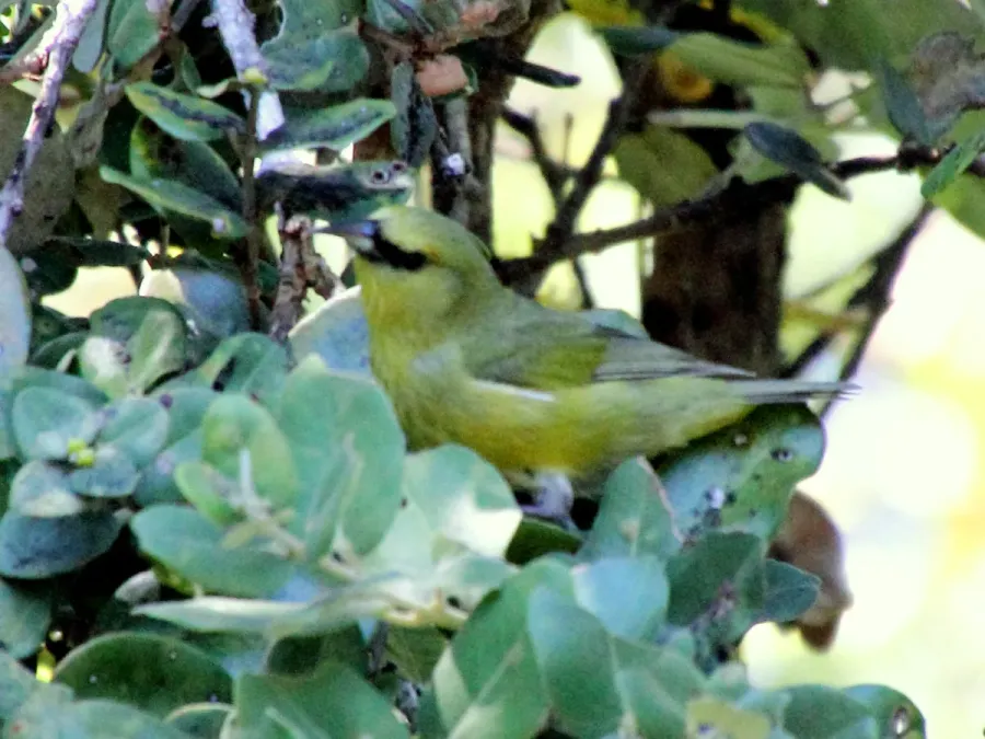 File:Hawaii Amakihi (Chlorodrepanis virens virens) (26399032591).jpg