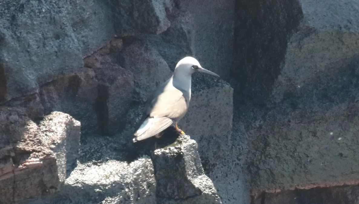 File:Black Noddy (Anous minutus melanogenys) (26191987460).jpg