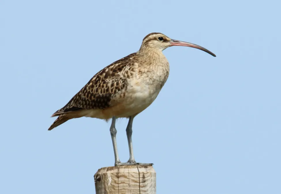 File:Bristle-thighed Curlew (Numenius tahitiensis) (26191981500).jpg