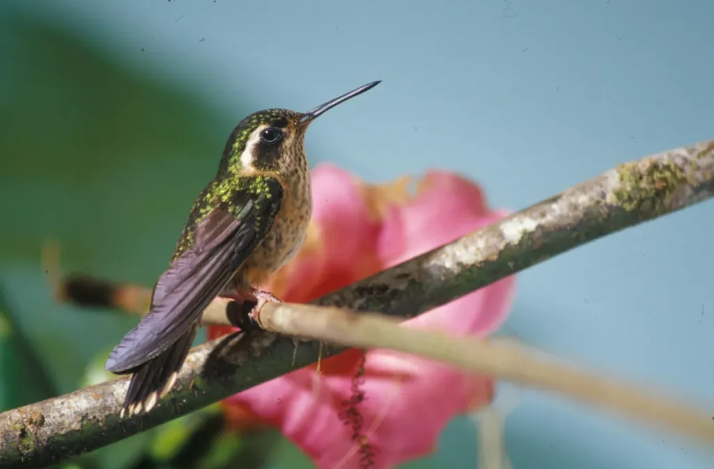 File:Speckled hummingbird (Adelomyia melanogenys).jpg