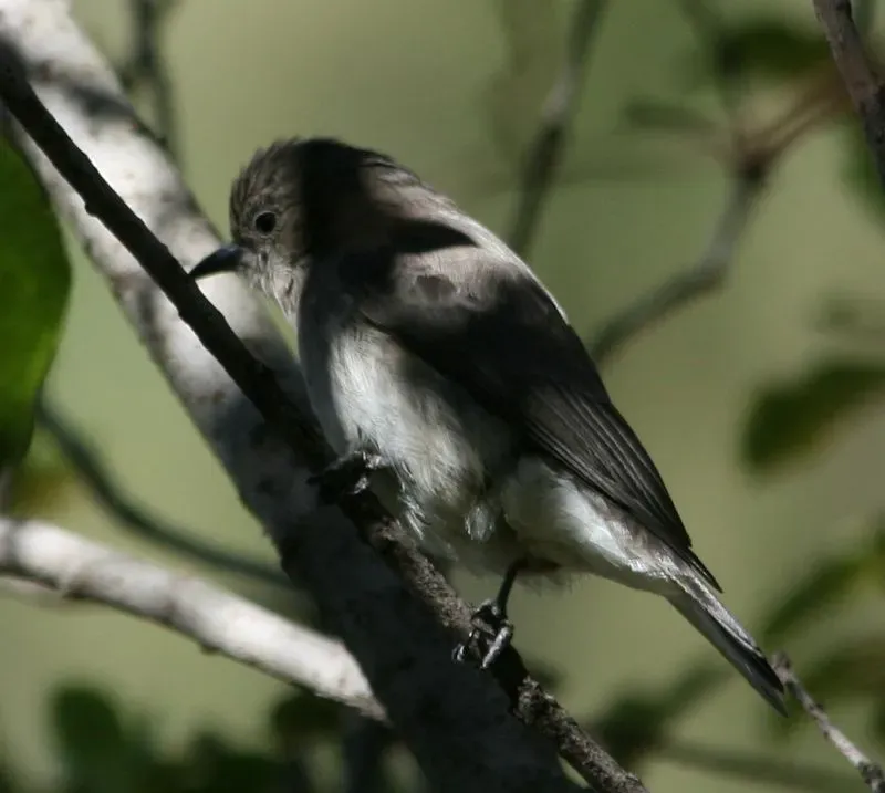 File:Wahlberg's Honeyguide (Prodotiscus regulus).jpg
