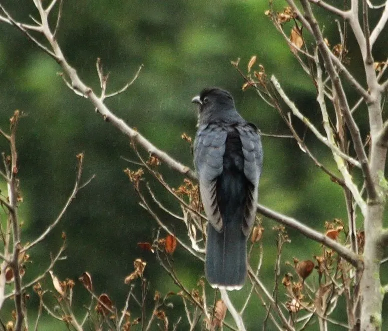 File:Black Cuckoo (Cuculus clamosus).jpg