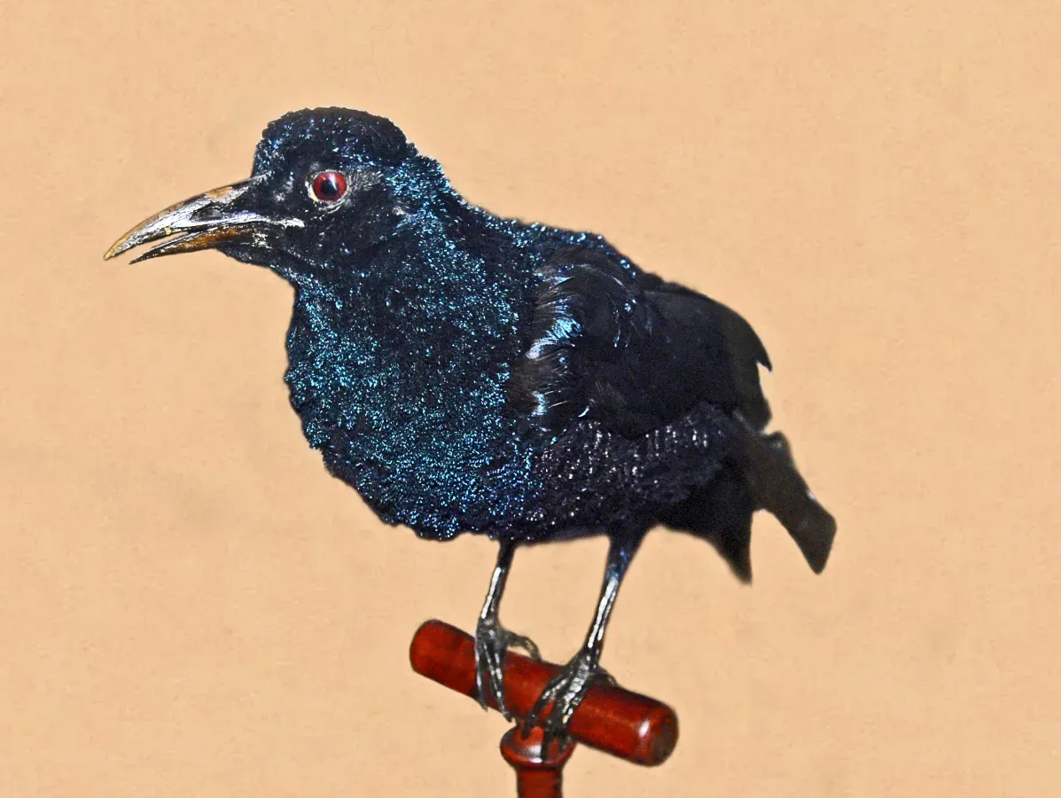 File:Paradisaeidae - Manucodia comrii.JPG