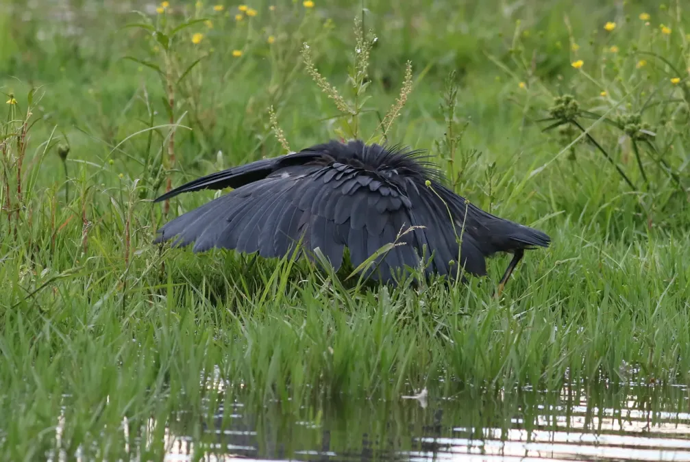 File:Black heron, Egretta ardesiaca, at Marievale Nature Reserve, Gauteng, South Africa (29613628333).jpg