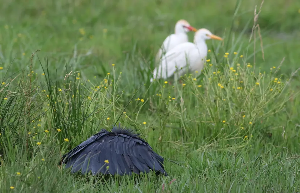 File:Black heron, Egretta ardesiaca, at Marievale Nature Reserve, Gauteng, South Africa (30243591015).jpg
