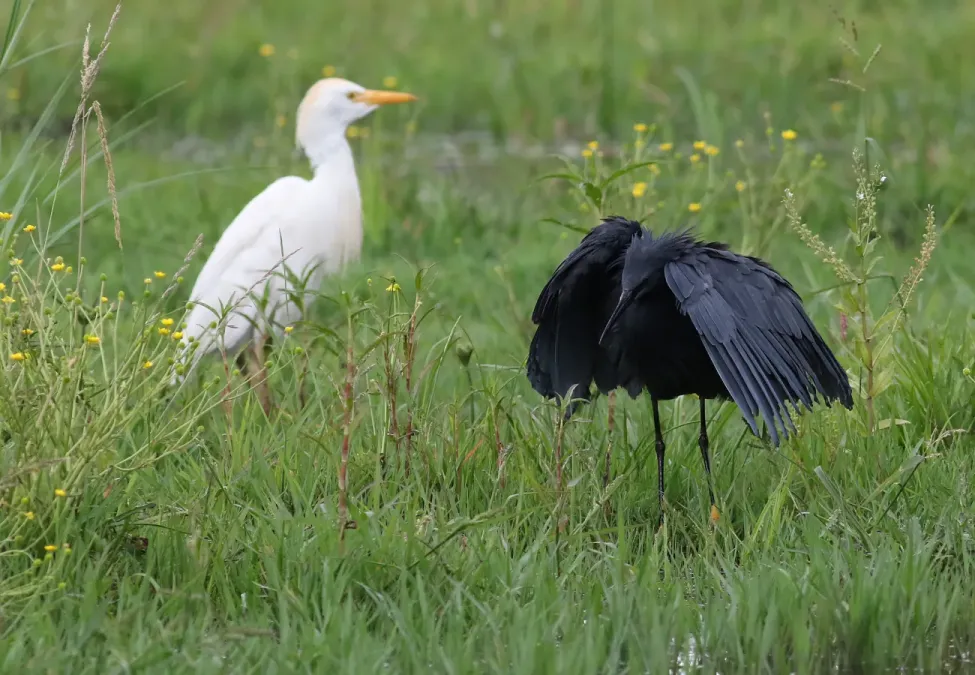 File:Black heron, Egretta ardesiaca, at Marievale Nature Reserve, Gauteng, South Africa (30128524312).jpg