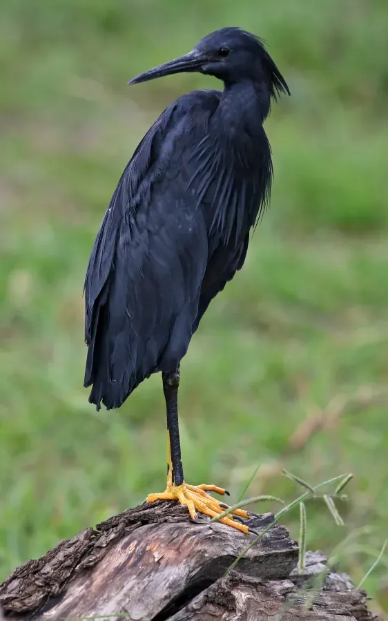 File:Black heron, Egretta ardesiaca, at Marievale Nature Reserve, Gauteng, South Africa (29946902700).jpg
