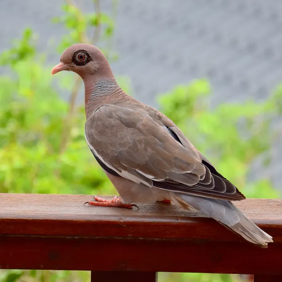 File:Patagioenas corensis.jpg
