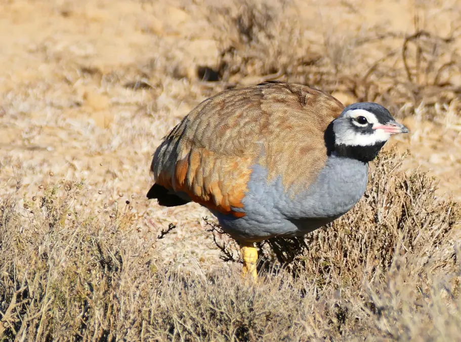 File:Blue Korhaan (Eupodotis caerulescens) male (30200889041).jpg