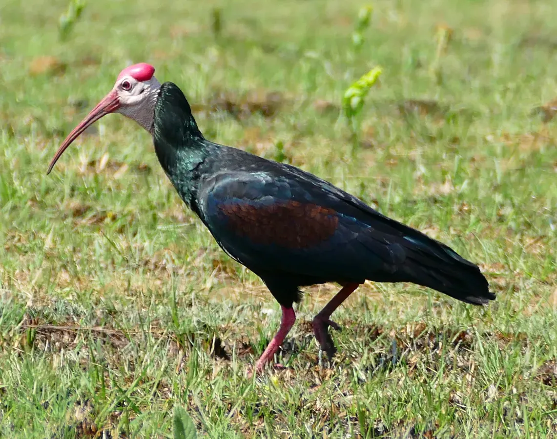 File:Southern Bald Ibis (Geronticus calvus) (29865447691).jpg