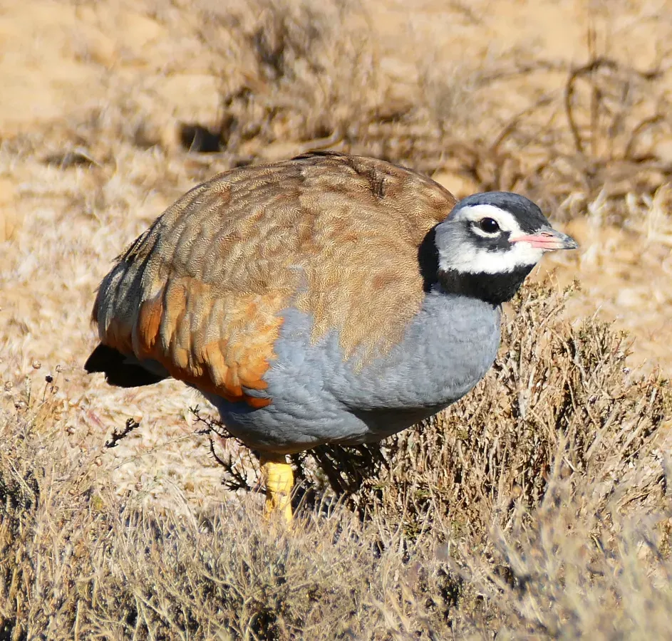 File:Blue Korhaan (Eupodotis caerulescens) male.jpg