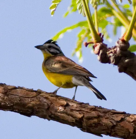 File:Brown-rumped Bunting (Emberiza affinis) (cropped).jpg