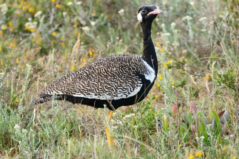 File:Southern Black Korhaan (Afrotis afra) male (30270325416).jpg