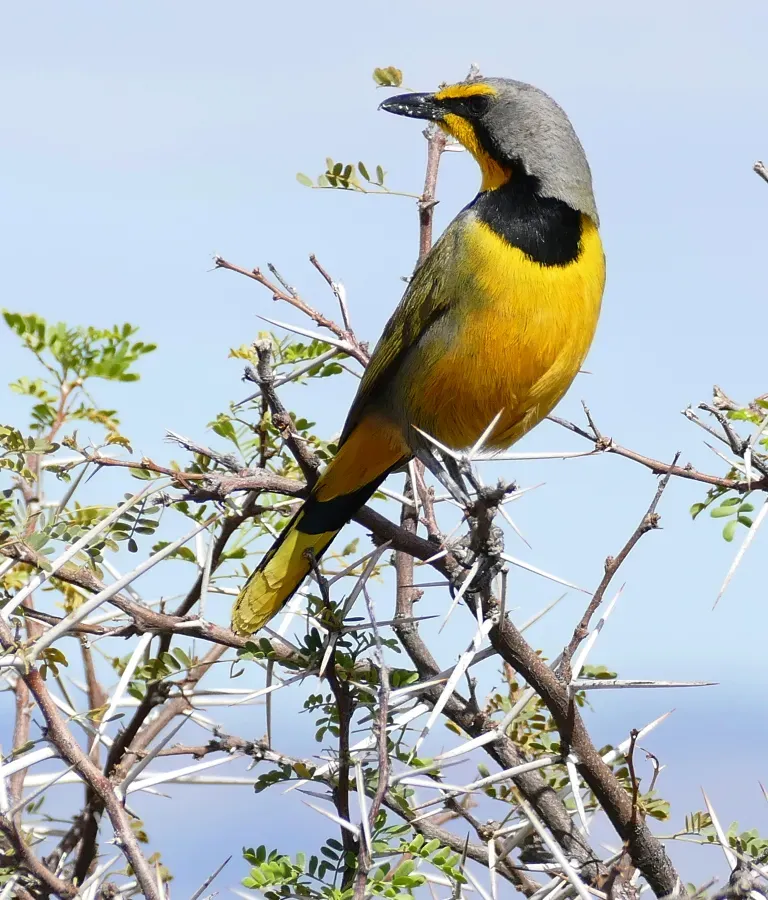 File:Bokmakierie Bushshrike (Telophorus zeylonus) (30217598381).jpg